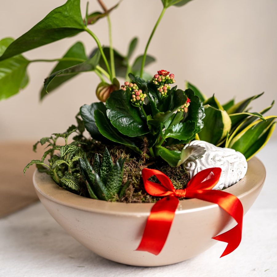 Composição de Plantas 2